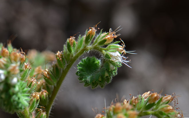 Kaweah River Scorpion-weed has dramatic attractive flowers that may be white or cream. Plants bloom from April to October. Phacelia magellanica